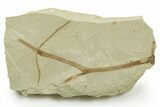 Fossil Horsetail (Equisetum) Stalk - Green River Formation, Utah #368736-1